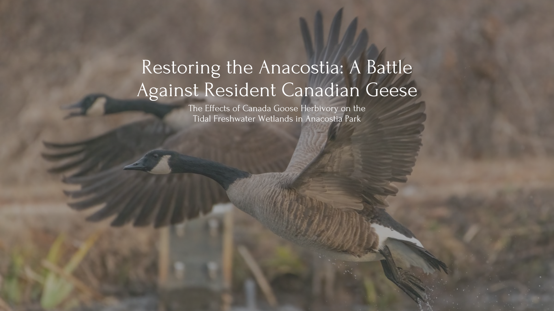 Text that reads: Restoring the Anacostia: A Battle Against Resident Canadian Geese, The Effects of Canada Goose Herbivory on the Tidal Freshwater Wetlands in Anacostia Park. Behind the text is two Canadian geese flying