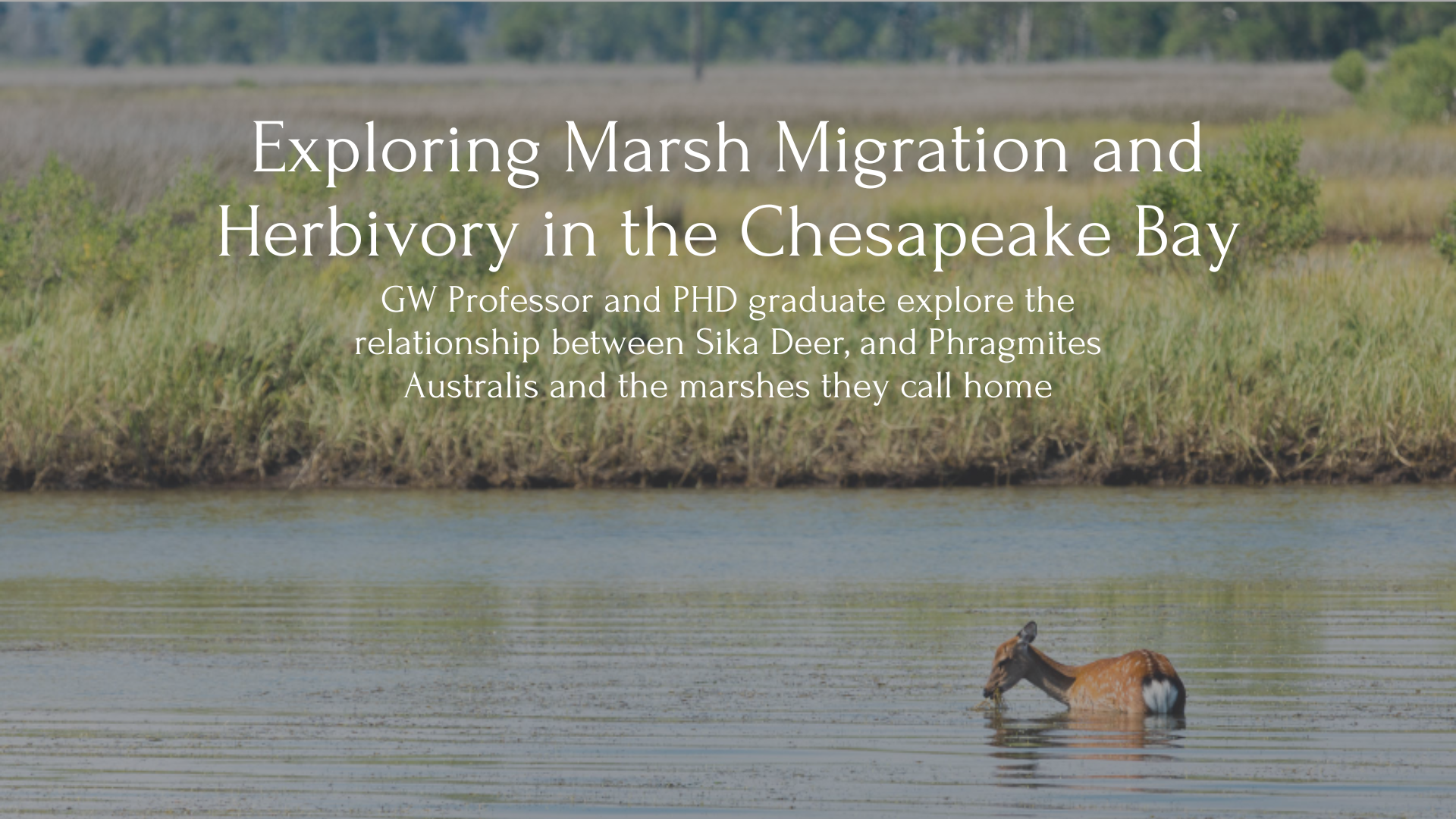 Image of a sika deer in a river near a marsh containing phragmites, text on top reads: Exploring Marsh Migration and Herbivory in the Chesapeake Bay,  GW Professor and PHD graduate explore the relationship between Sika Deer, and Phragmites Australis and the marshes they call home