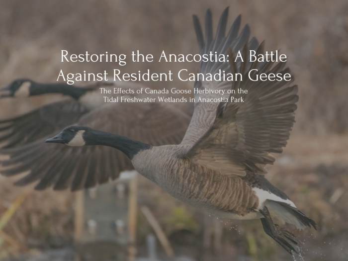 Text that reads: Restoring the Anacostia: A Battle Against Resident Canadian Geese, The Effects of Canada Goose Herbivory on the Tidal Freshwater Wetlands in Anacostia Park. Behind the text is two Canadian geese flying