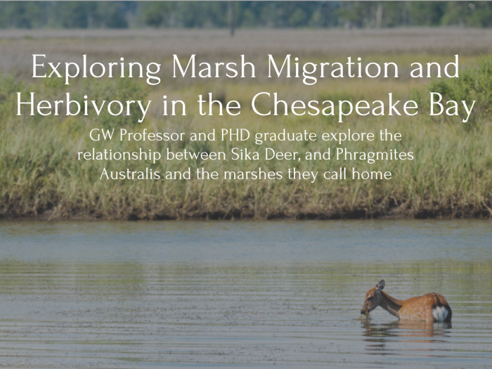 Image of a sika deer in a river near a marsh containing phragmites, text on top reads: Exploring Marsh Migration and Herbivory in the Chesapeake Bay, GW Professor and PHD graduate explore the relationship between Sika Deer, and Phragmites Australis and the marshes they call home
