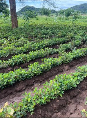 Field of crops in Malawi