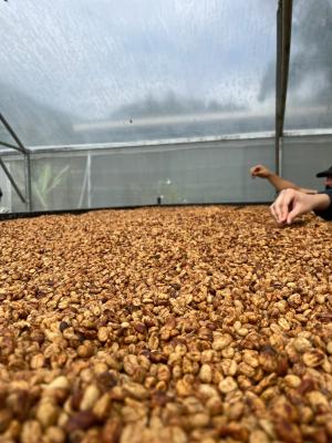 close-up photo of the raw coffee beans, stored in a large container inside a greenhouse.